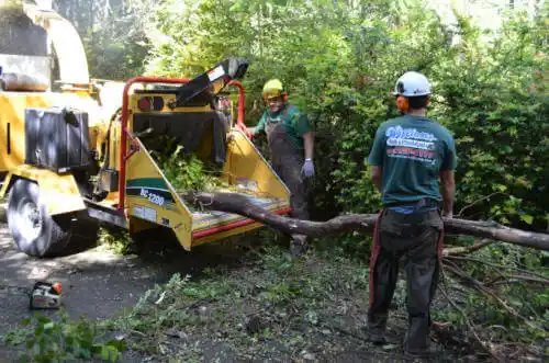 tree services Salt Creek